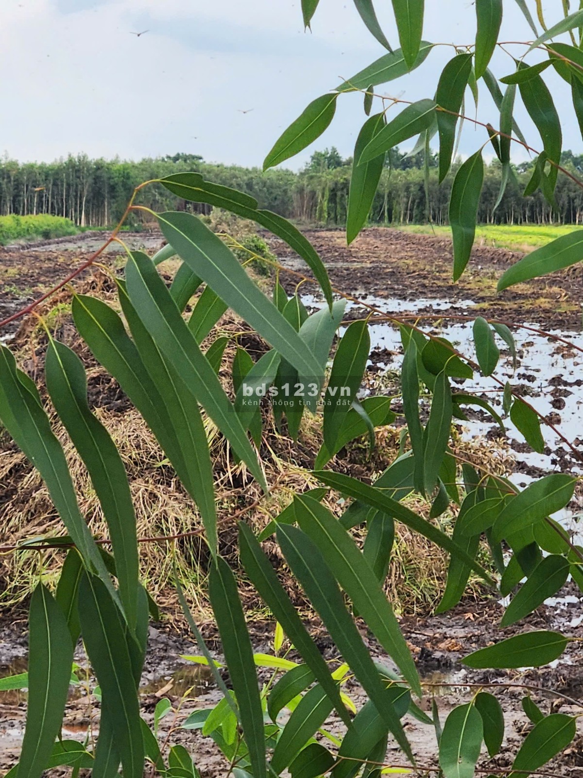 Hạ giá chốt gấp 17 công đất ruộng giá chỉ 135 triệu/công…