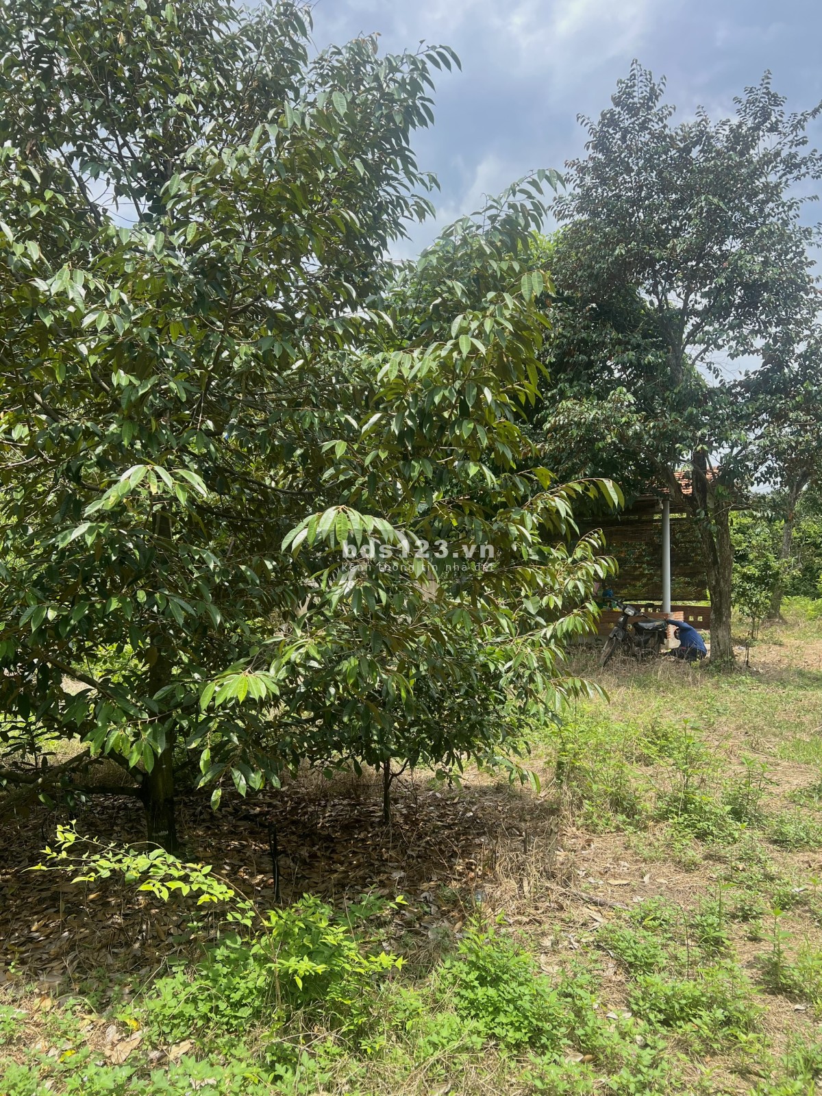 Bán Đất Thổ Vườn có nhà cấp 4, rộng 2540m2, Giá rẻ 600…