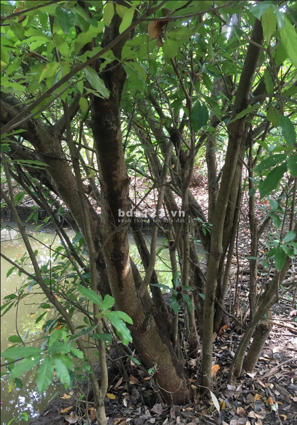 Cho Thuê Nhà có 50m2 nhà, 2000m2 vườn Giá 2,5tr cách TP Bắc…