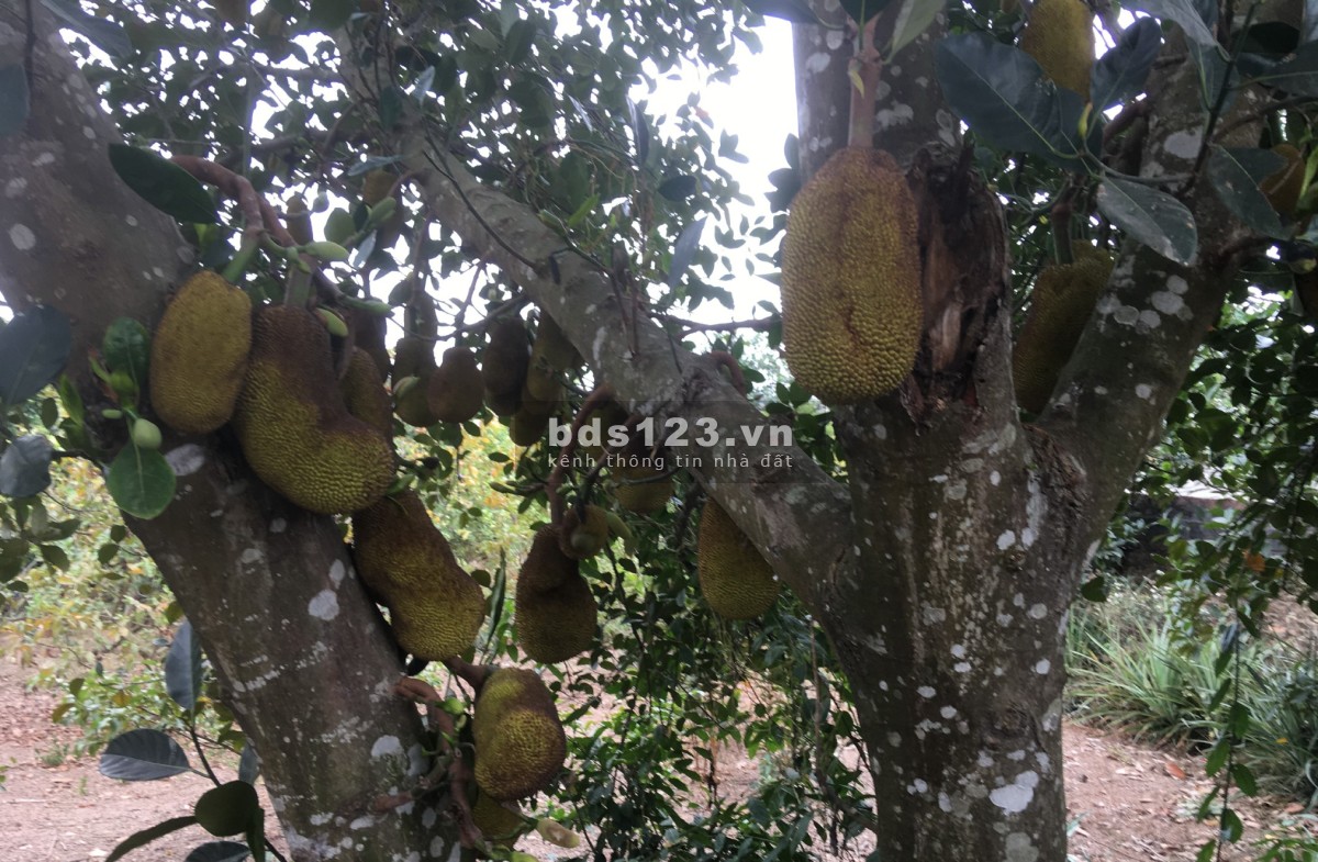 Cho Thuê Nhà có 50m2 nhà, 2000m2 vườn Giá 2,5tr cách TP Bắc…