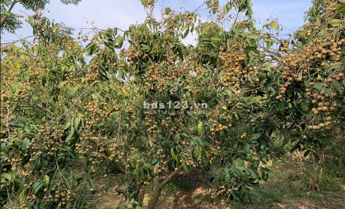 Cho Thuê Nhà có 50m2 nhà, 2000m2 vườn Giá 2,5tr cách TP Bắc…