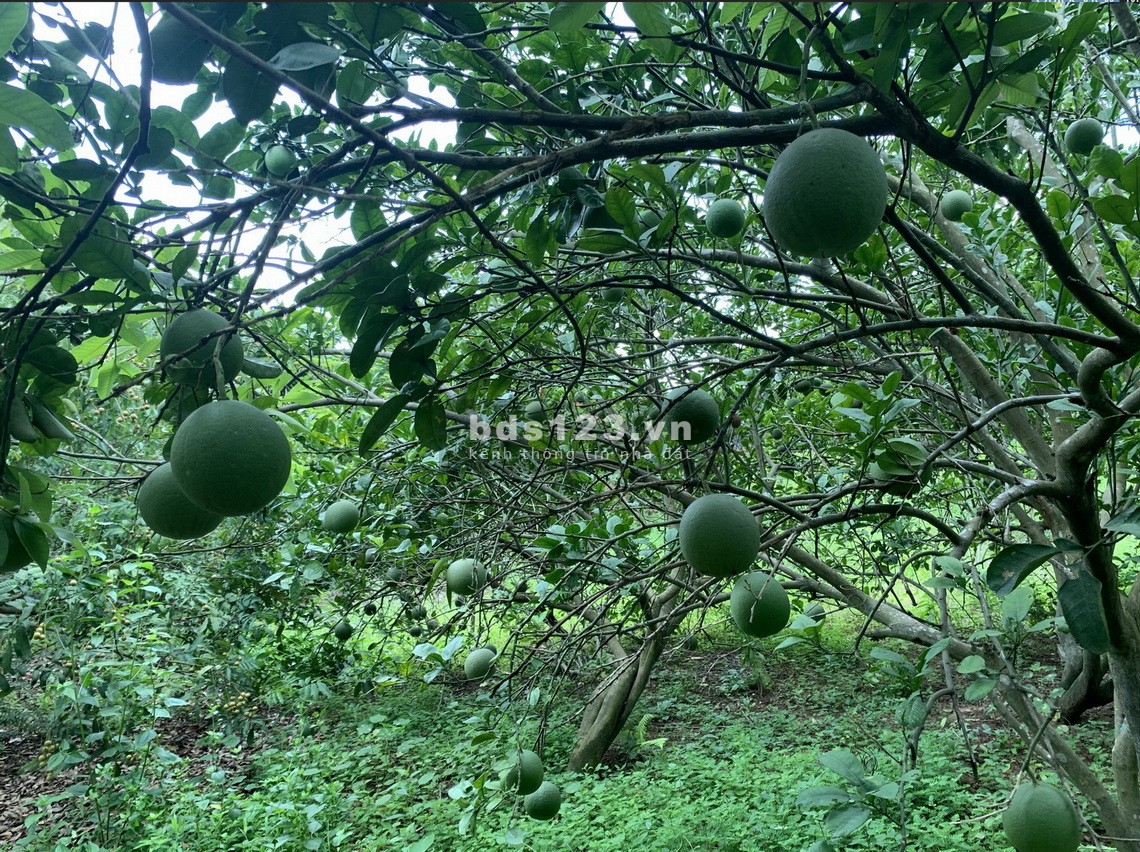 Cho Thuê Nhà có 50m2 nhà, 2000m2 vườn Giá 2,5tr cách TP Bắc…