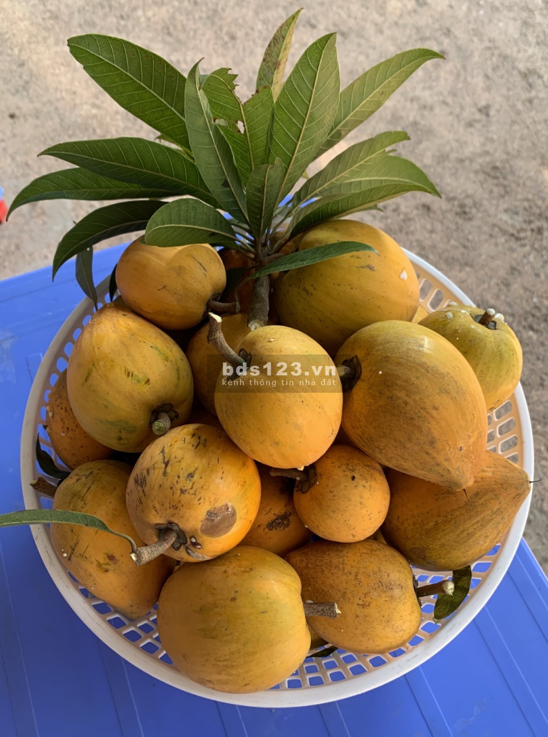 Cho Thuê Nhà có 50m2 nhà, 2000m2 vườn Giá 2,5tr cách TP Bắc…