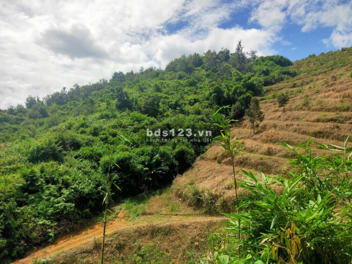 Bán nhanh lô đất 6 hecta một chủ từ đầu, xã Đạ Rsal, Đam…