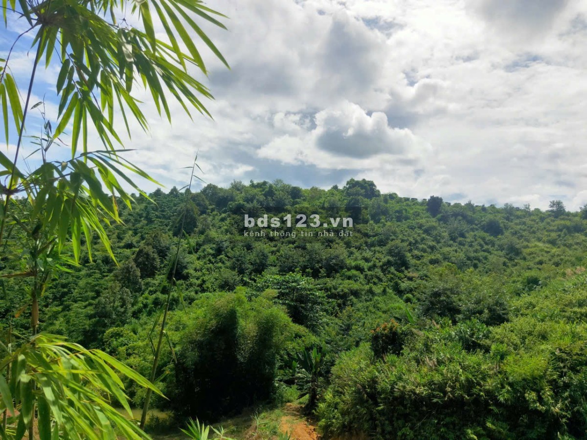 Bán nhanh lô đất 6 hecta một chủ từ đầu, xã Đạ Rsal, Đam…