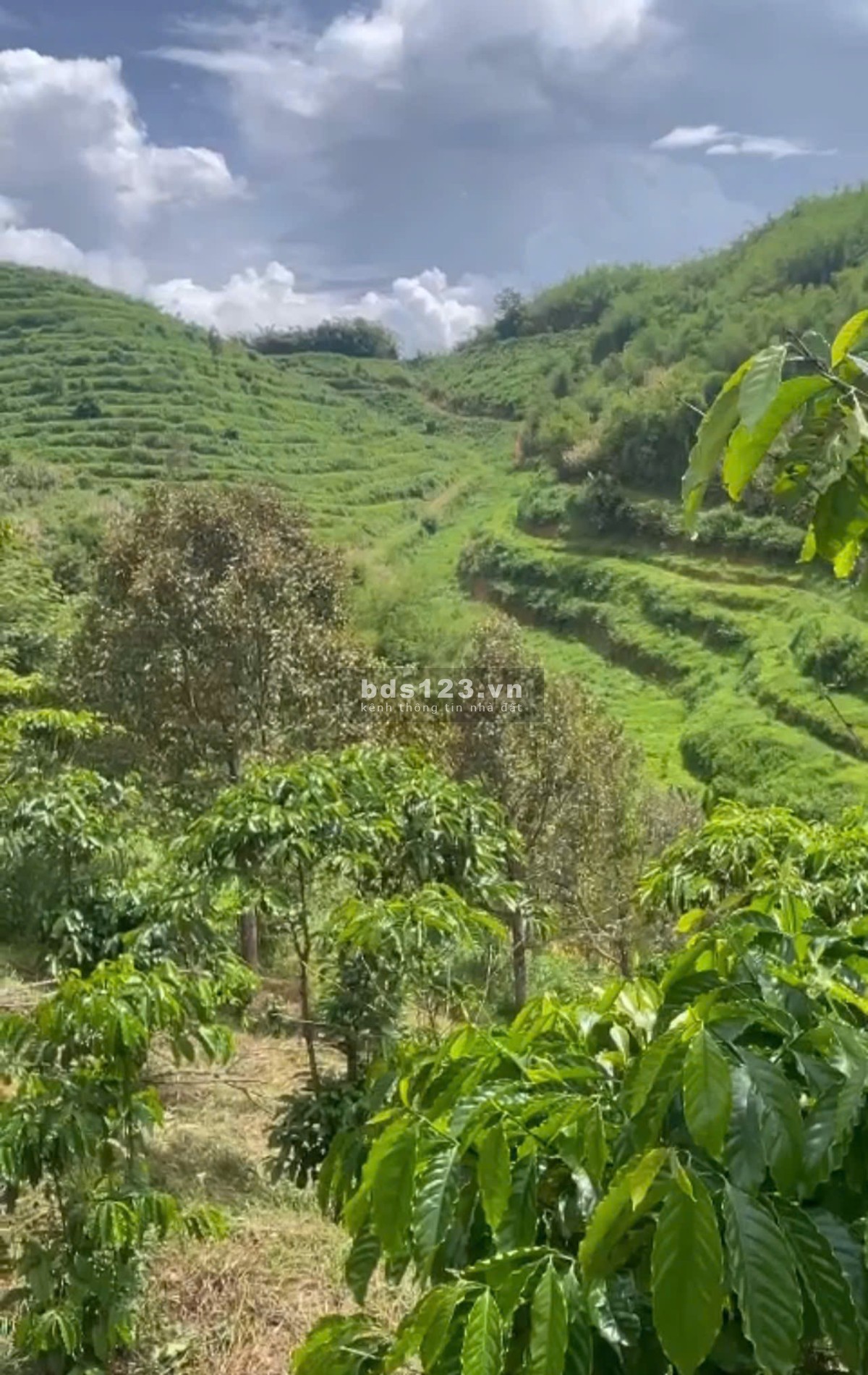 Bán nhanh lô đất 6 hecta một chủ từ đầu, xã Đạ Rsal, Đam…