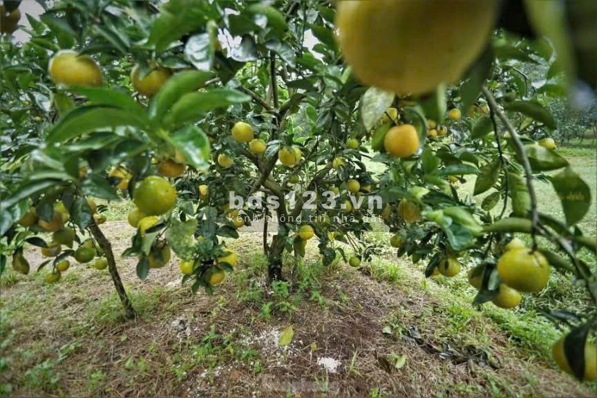 Chú Minh Bán Ngộp Nhà cấp 4, Vườn Cây Trái rộng 2600m2, Giá…