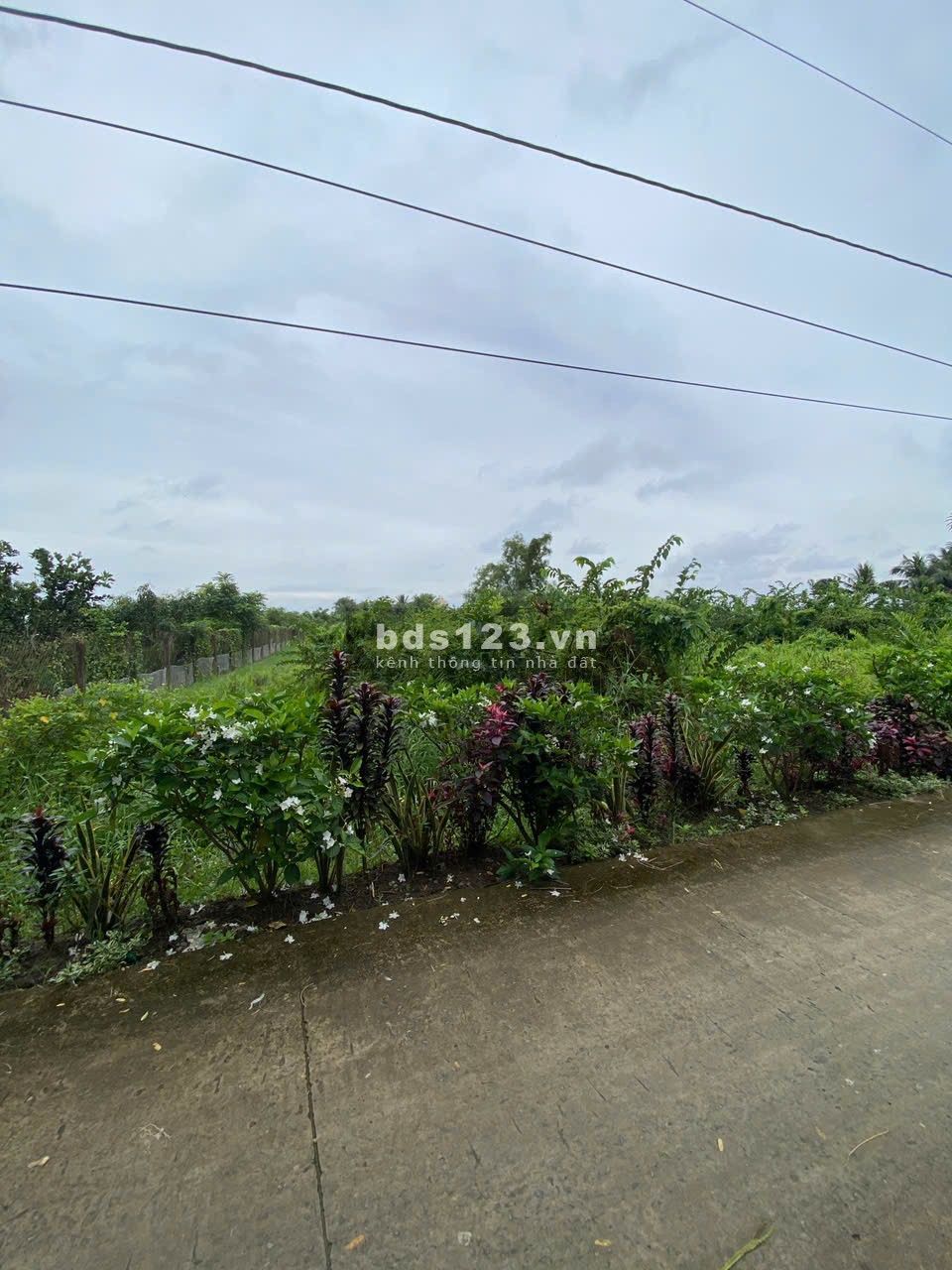 1 Triệu/m2 CHỦ BÁN 4200M2 ĐẤT TÂN PHÚ THỊ XÃ CAI LẬY TIỀN GIANG