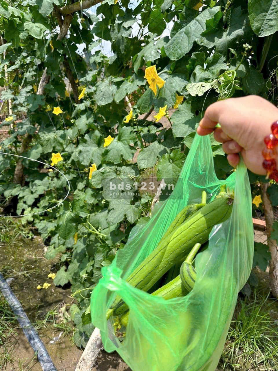 Bể nợ ngân hàng cần bán miếng đất vườn hơn 8200m2 giá 420tr