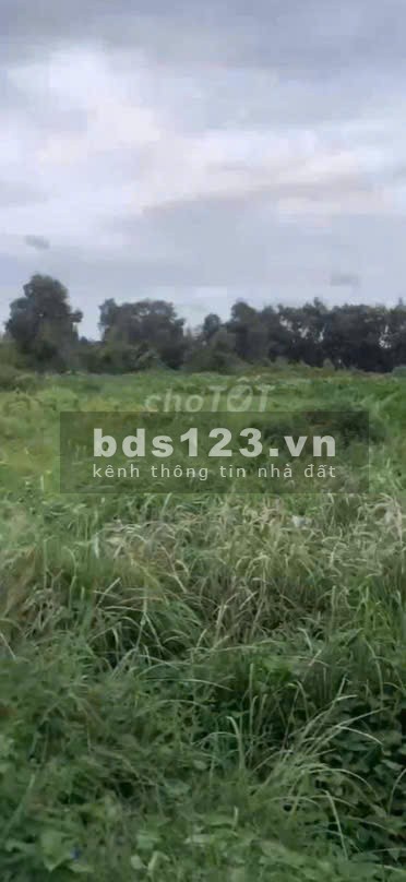 Bán lô đất trồng cây lâu năm (lên được thổ cư) Nhị Bình…