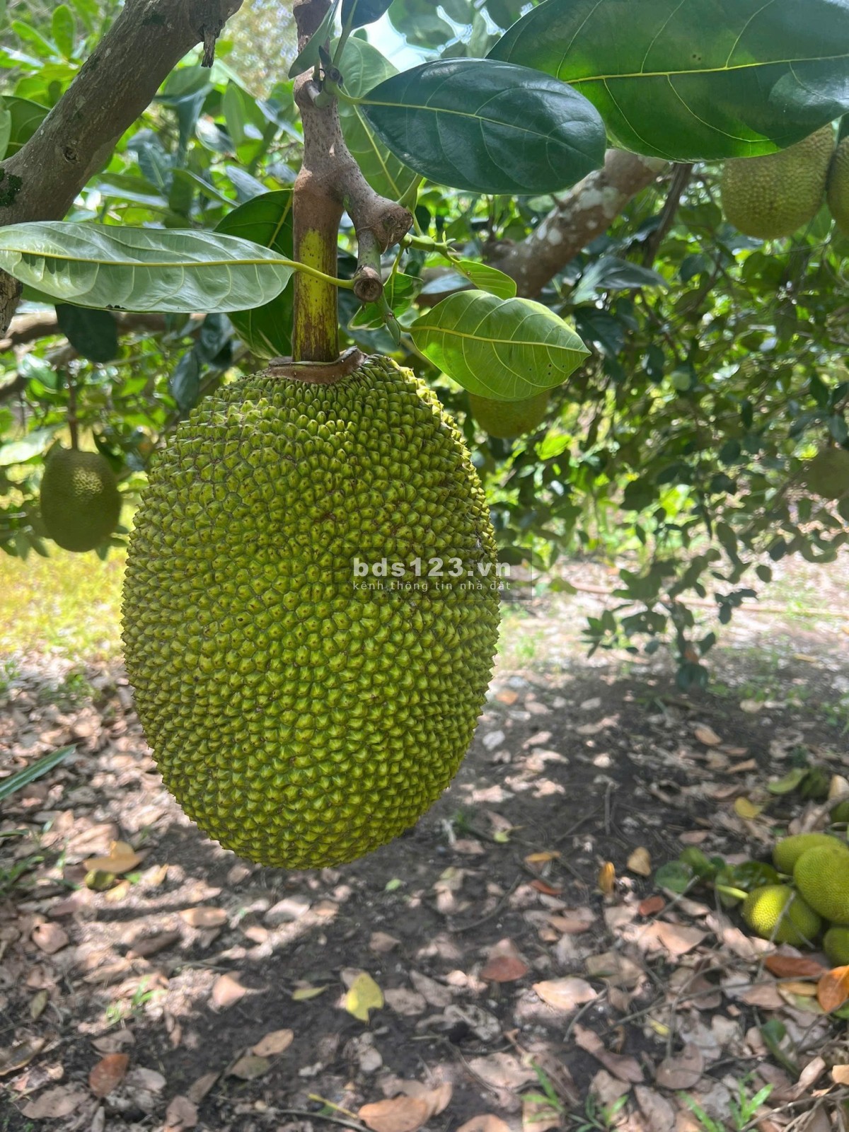  THỬA ĐẤT TIỆN NGHI – 1100M2, CÓ 80M2 THỔ CƯ Ở TÚC TRƯNG…