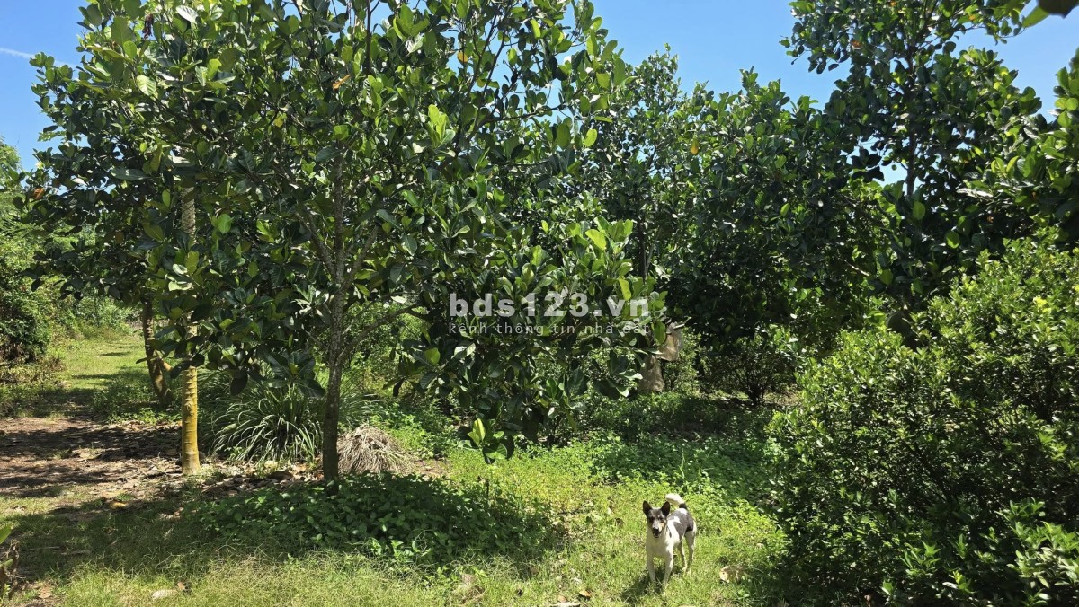 Cơ Hội Sở Hữu 1516m² Đất View Đẹp Tại Túc Trưng – Giá…