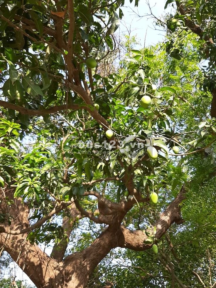 Cơ Hội Sở Hữu 1516m² Đất View Đẹp Tại Túc Trưng – Giá…