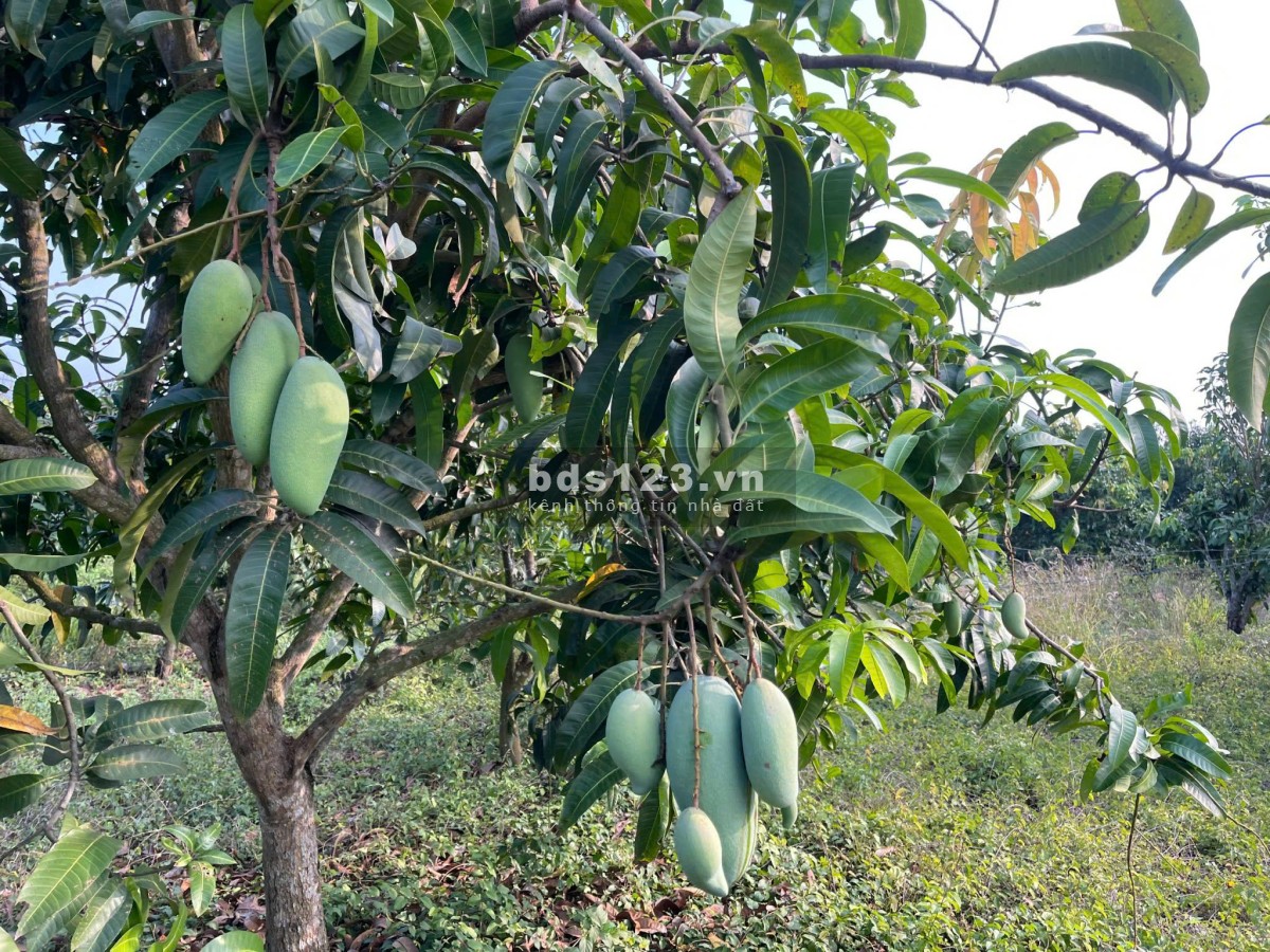 Cơ Hội Sở Hữu 1516m² Đất View Đẹp Tại Túc Trưng – Giá…