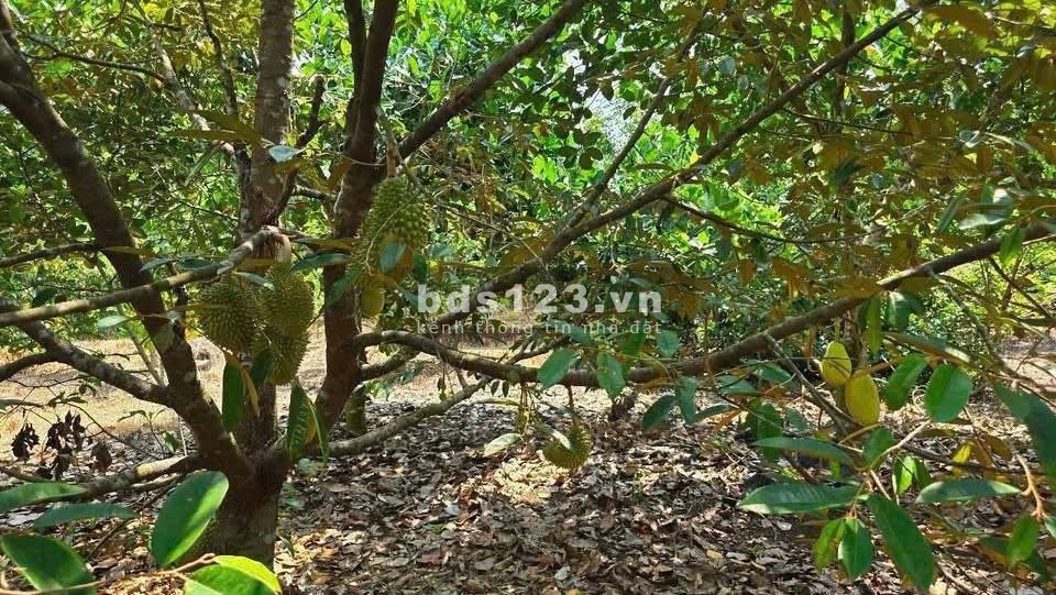 ChatGPT đã nói:Đất Rộng 4500m² Tại Định Quán – Giá Chỉ…