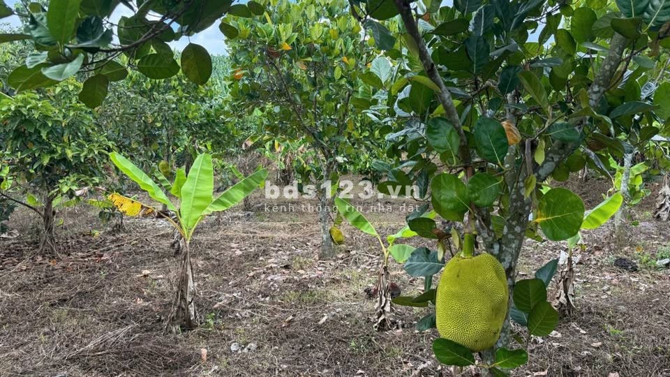 ChatGPT đã nói:Đất Rộng 4500m² Tại Định Quán – Giá Chỉ…