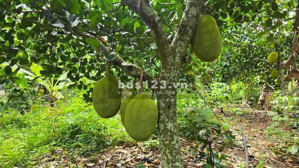  THỬA ĐẤT VỊ TRÍ ĐẸP – 104,6M², GIÁ CHỈ 490 TRIỆU –…