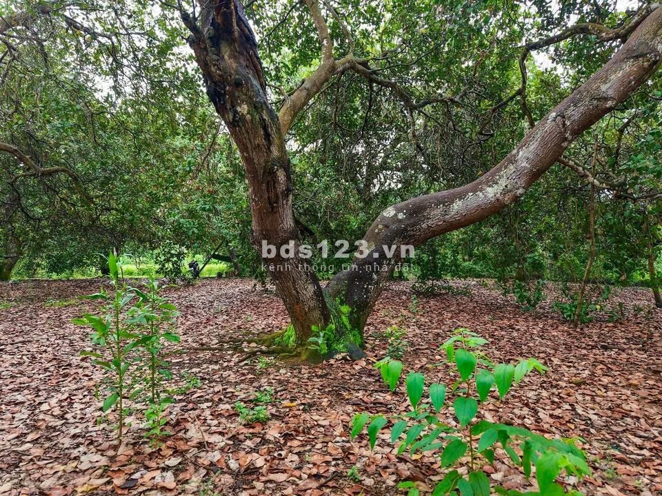  THỬA ĐẤT TIỆN NGHI – 1100M2, CÓ 80M2 THỔ CƯ Ở TÚC TRƯNG…