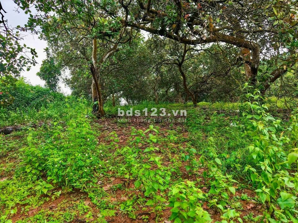 ChatGPT đã nói:Đất Rộng 4500m² Tại Định Quán – Giá Chỉ…