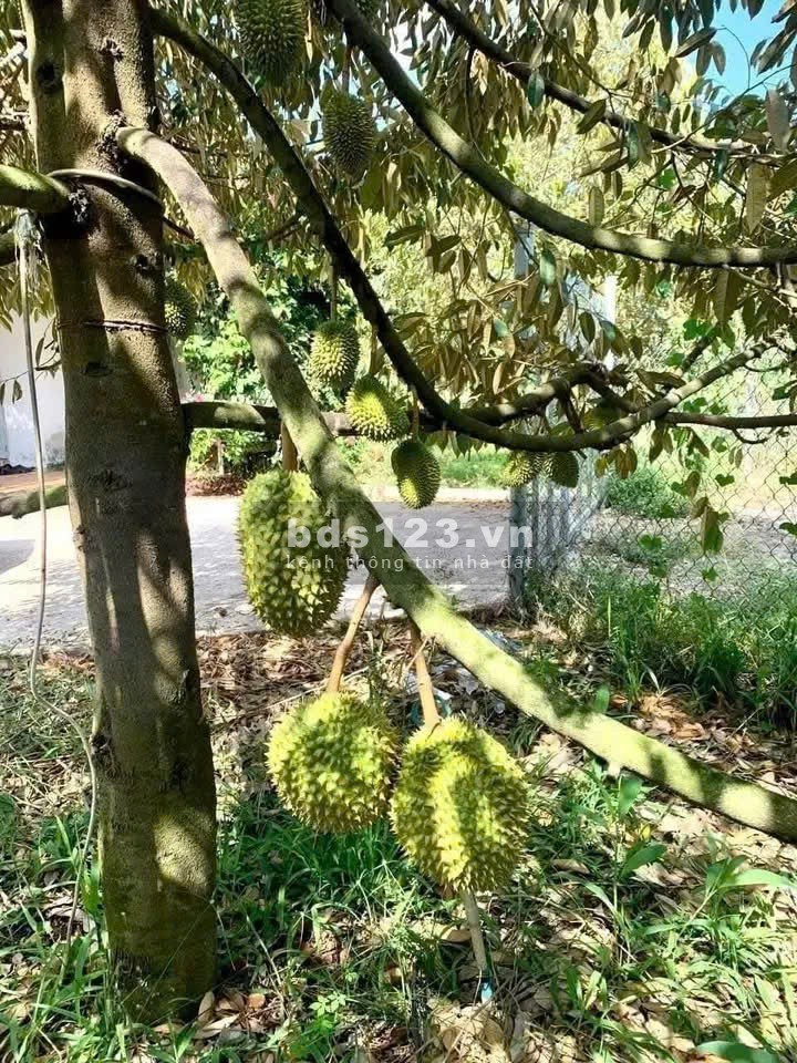 ChatGPT đã nói:Đất Rộng 4500m² Tại Định Quán – Giá Chỉ…