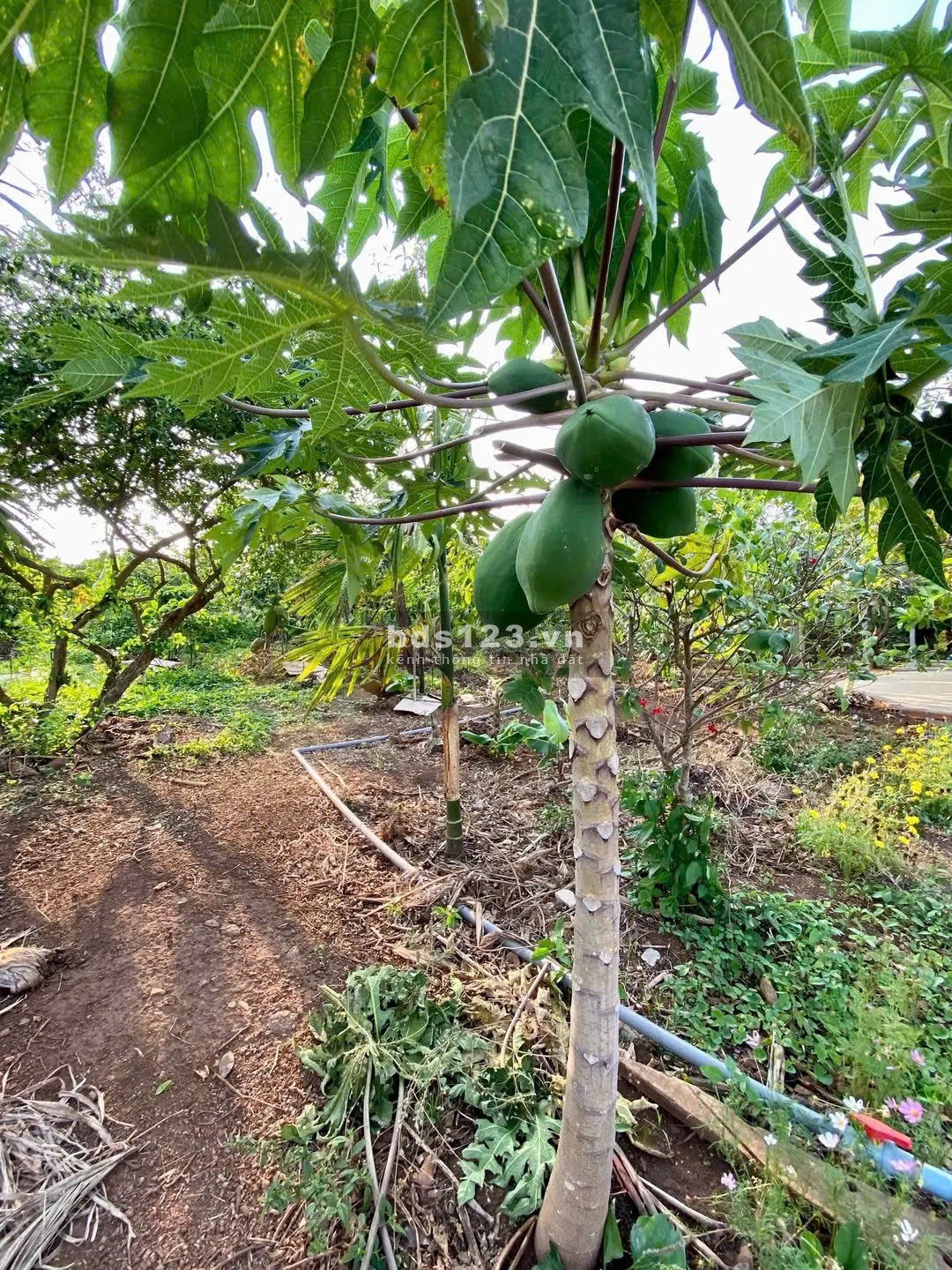 Cơ Hội Sở Hữu 1516m² Đất View Đẹp Tại Túc Trưng – Giá…