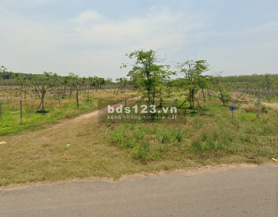 Bán đất DH519, 250m2, Phước Sang, Phú Giáo, Bình Dương