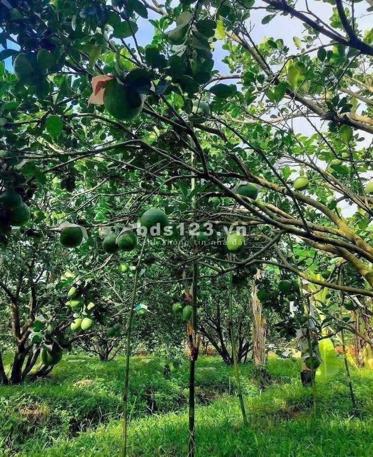 Giá siêu tốt – Đất Vườn Bưởi, TP.HCM – Chỉ 8xx triệu