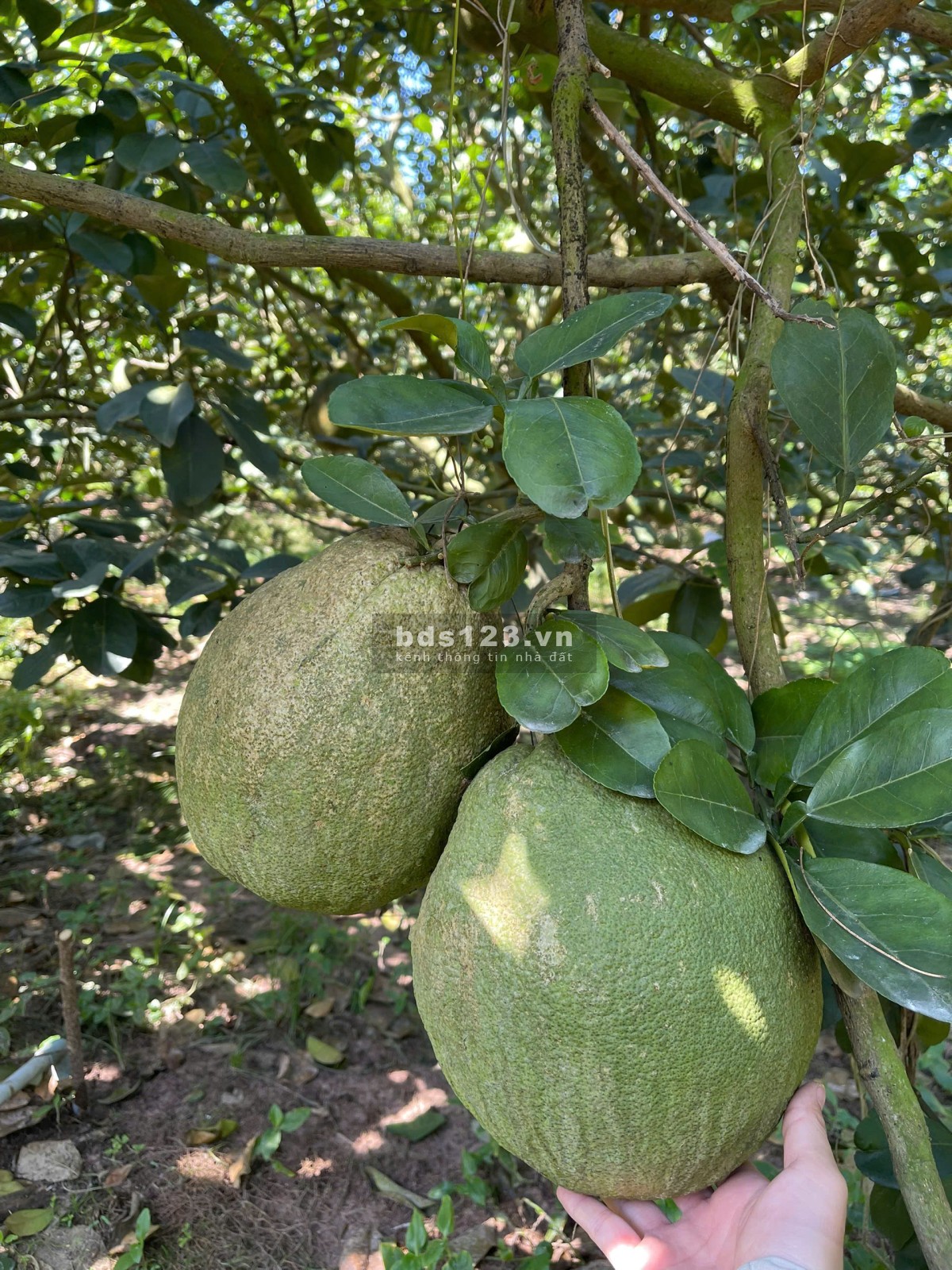 Đất mặt tiền đường nhựa có sẵn vườn bưởi tại Trừ Văn Thố Bàu Bàng Bình Dương