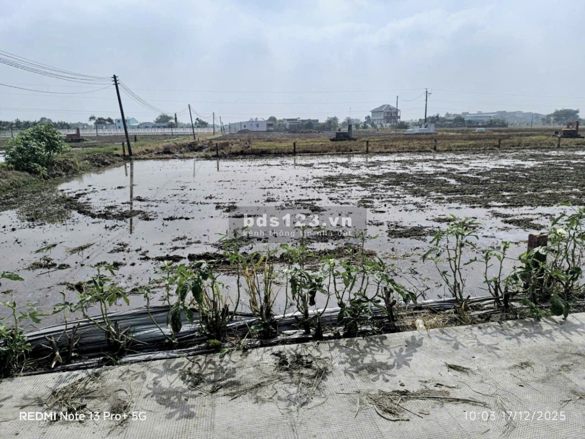 Cần bán đất bình tịnh Tân Tru Long An Dt:5x24=118m² ONtDân…