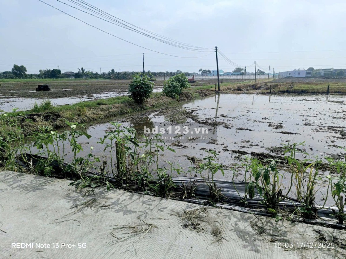 Cần bán đất bình tịnh Tân Tru Long An Dt:5x24=118m² ONtDân…