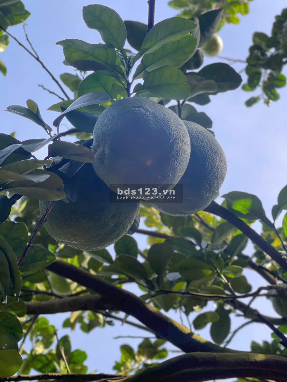 Đất vườn bưởi có thổ cư ngay Bàu Bàng Bình Dương.