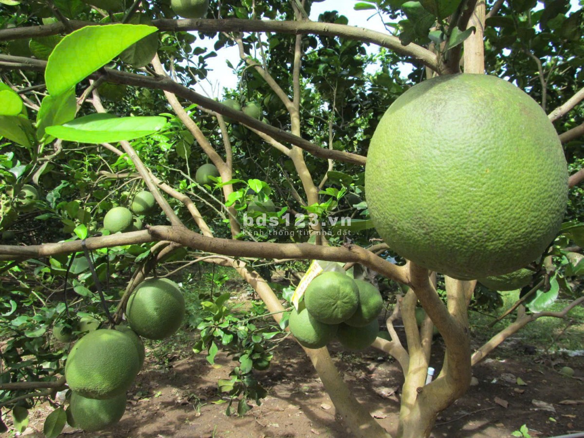 Đất vườn bưởi có thổ cư ngay Bàu Bàng Bình Dương.