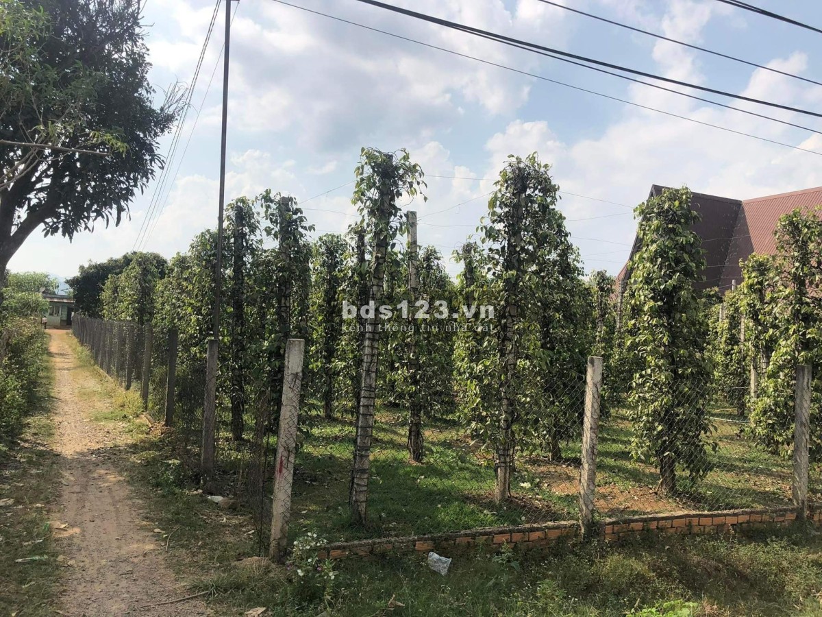 Bán đất mặt tiền 2266m2, gần Tỉnh lộ 725, Xã Đạ Đờn, h.…