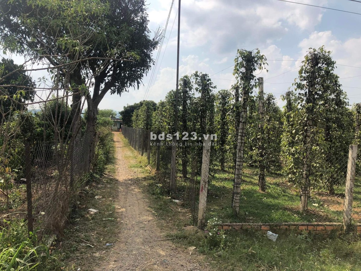 Bán đất mặt tiền 2266m2, gần Tỉnh lộ 725, Xã Đạ Đờn, h.…