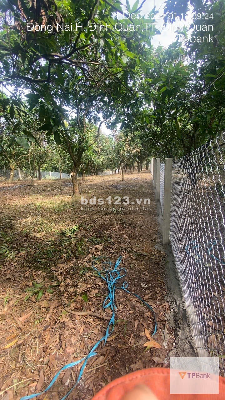 Đất chính chủ 2000 m2 giá 590 tr