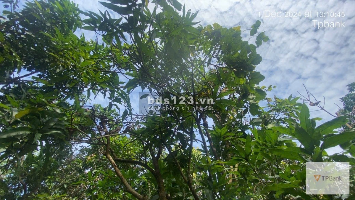 Đất chính chủ 2000 m2 giá 590 tr