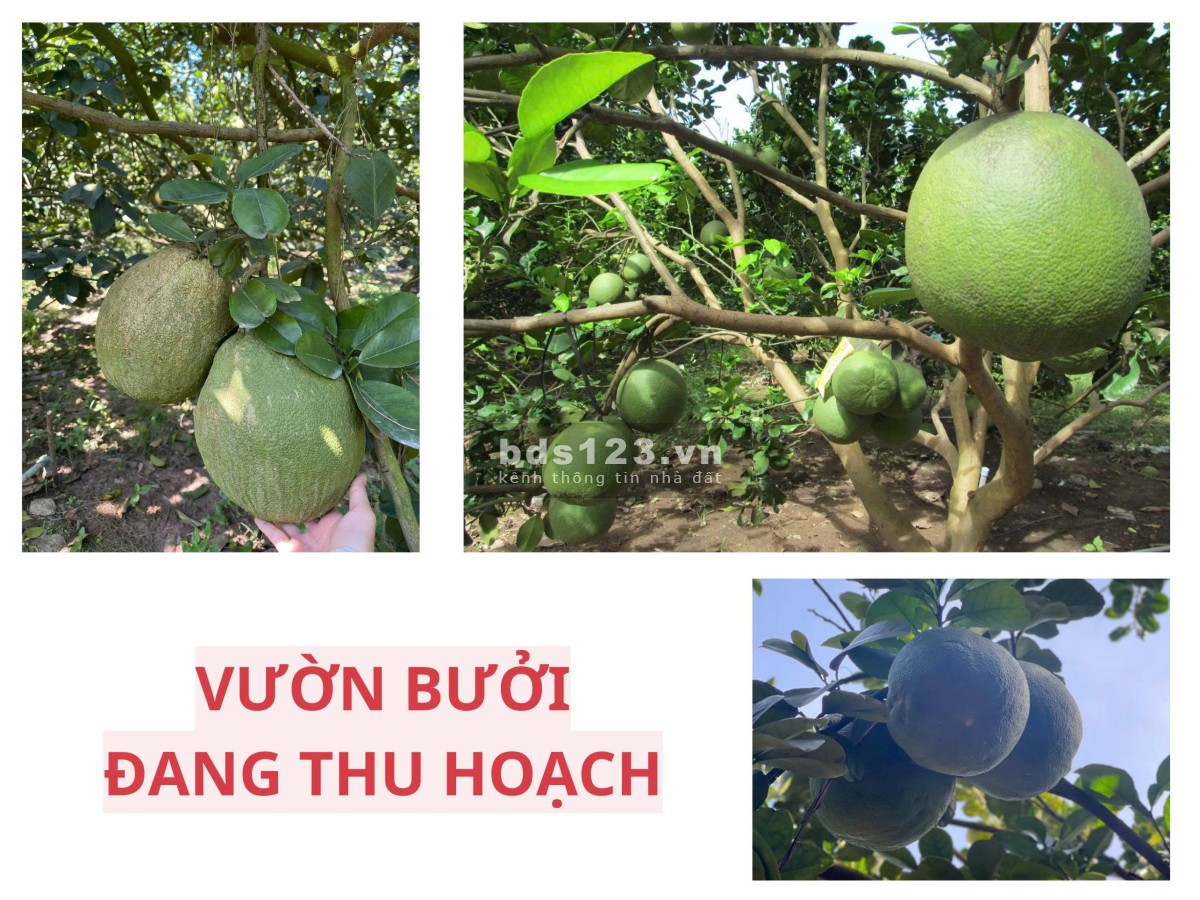 Đất thổ cư có sẵn vườn bưởi – mặt tiền kinh doanh chỉ 950 triệu