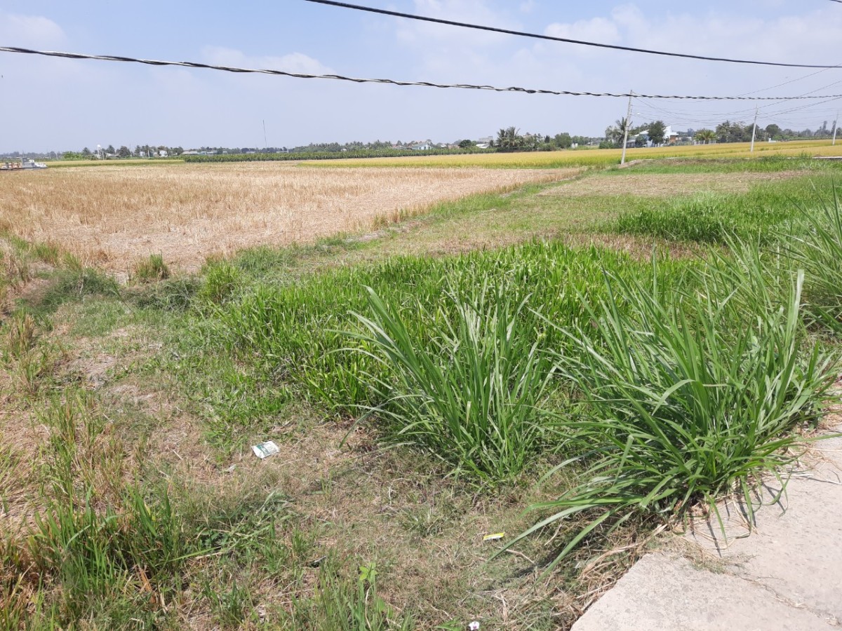 Bán gấp lô đất lúa hai mặt tiền hạ giá 570 triệu.công