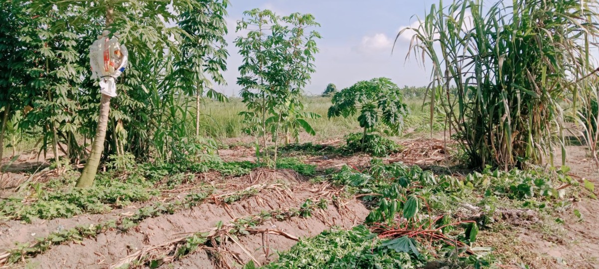 Đất Gấp 1955m2, đất ful thổ Cư Bình Mỹ Củ Chi Chỉ 31 Tỷ