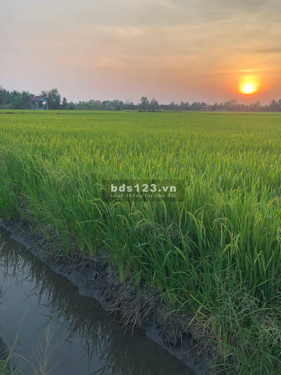 Bán đất nông nghiệp 5311m2 tại đường Bà Miêu, Tân Nhựt,…