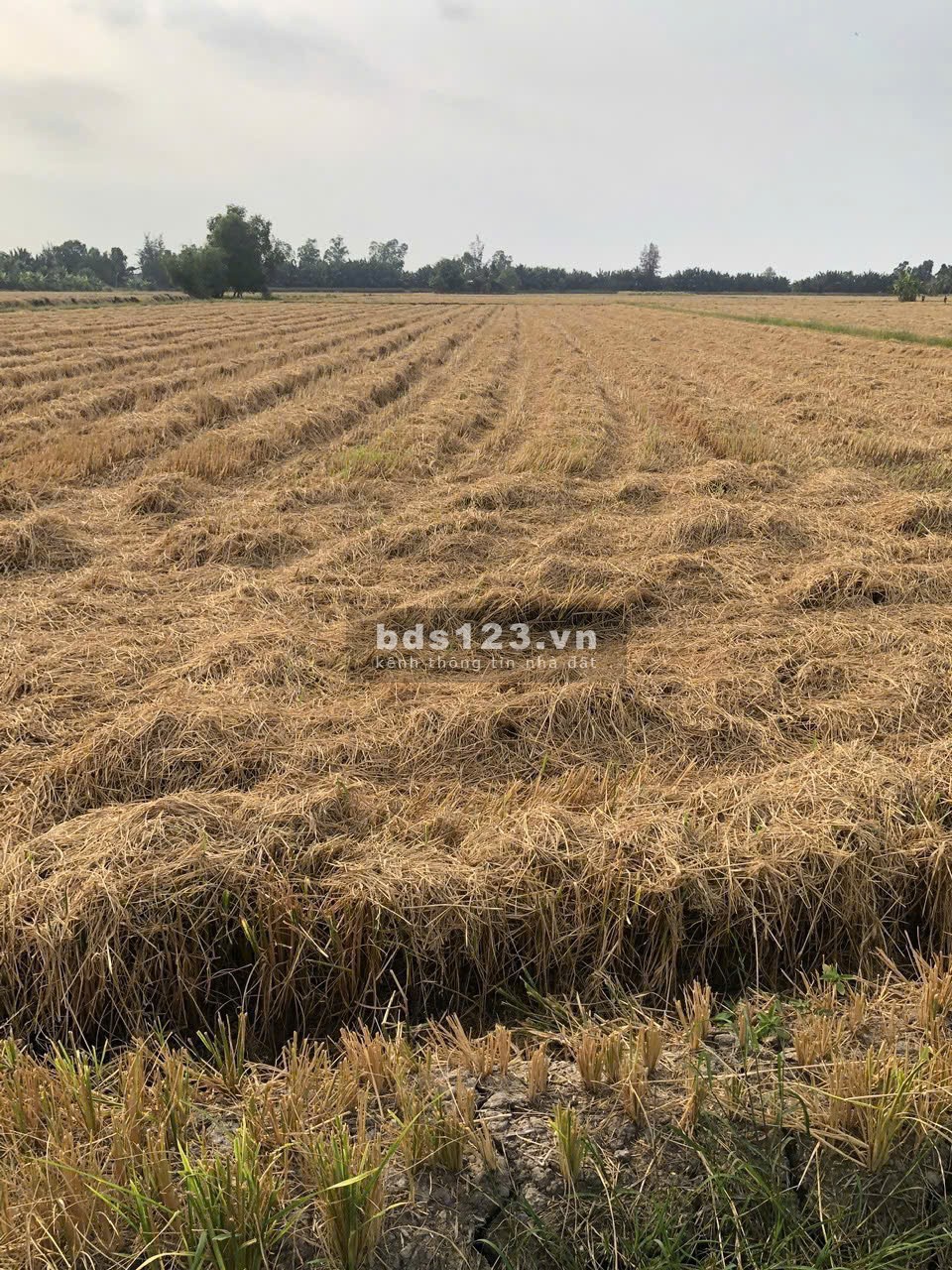 Bán đất nông nghiệp 5311m2 tại đường Bà Miêu, Tân Nhựt,…