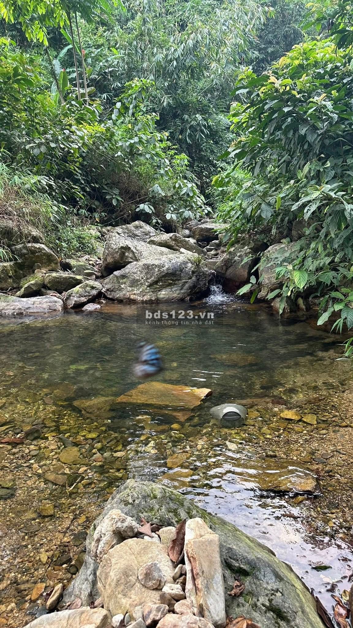 Đất 9ha3ha bồ đề 3 năm tuổi2ha quế 3 năm tuổiPhần còn lại chưa canh tácGiấy tờ đầy đủ chính chủ