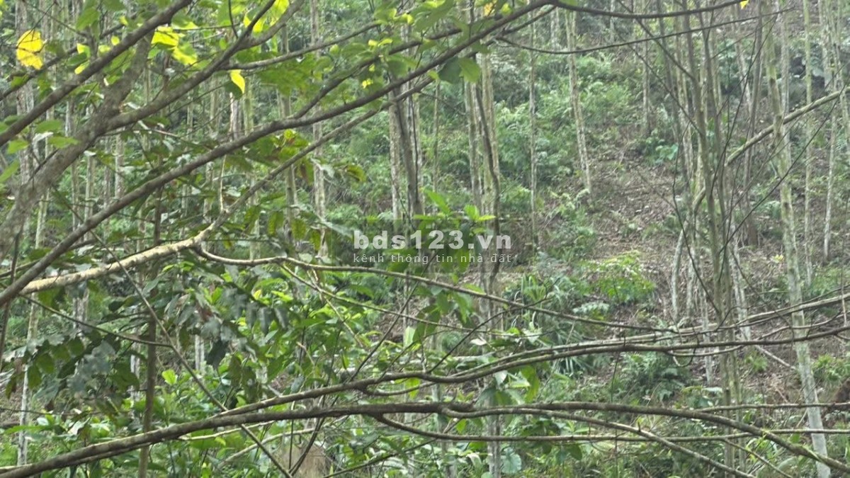 Đất 9ha3ha bồ đề 3 năm tuổi2ha quế 3 năm tuổiPhần còn lại chưa canh tácGiấy tờ đầy đủ chính chủ