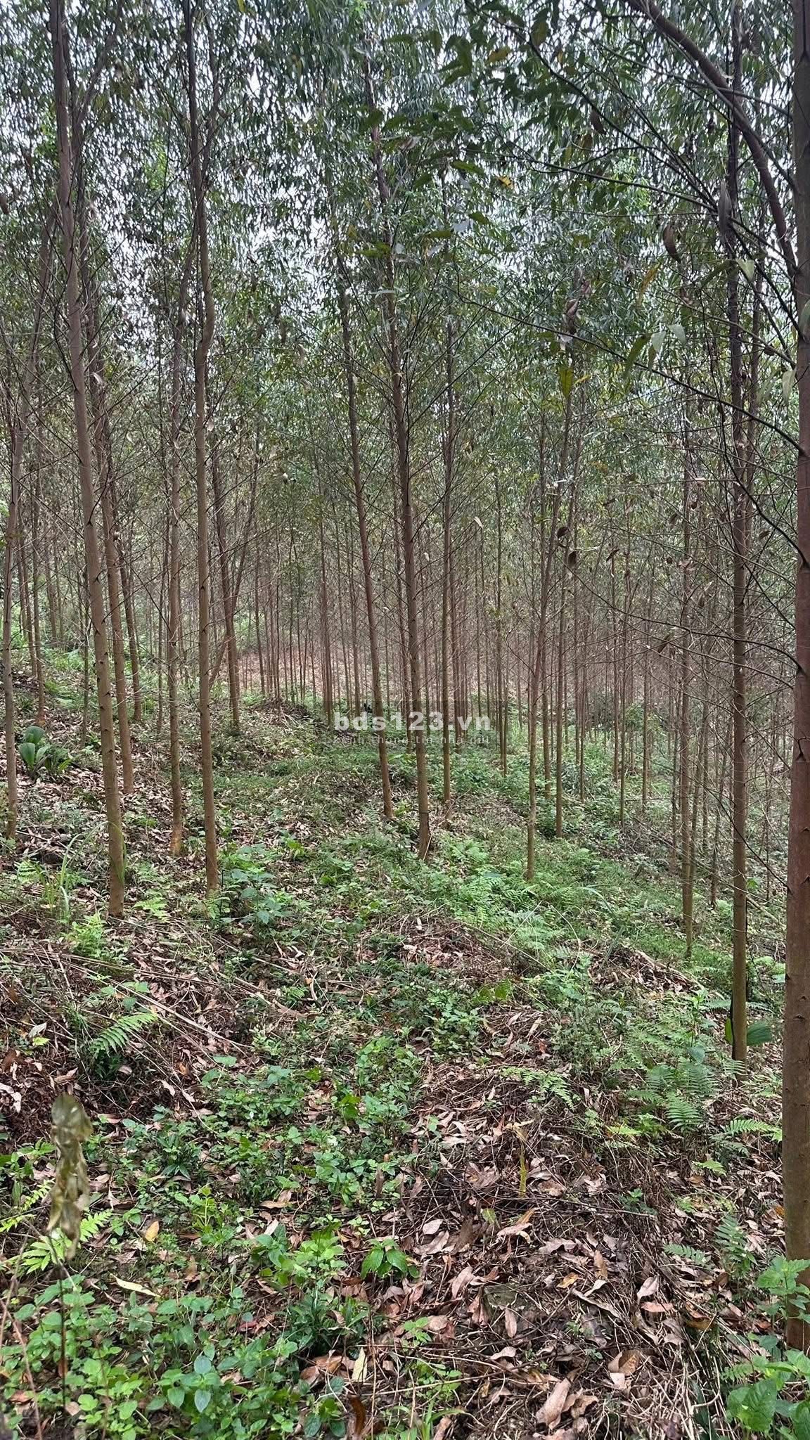 Đất 9ha3ha bồ đề 3 năm tuổi2ha quế 3 năm tuổiPhần còn lại chưa canh tácGiấy tờ đầy đủ chính chủ