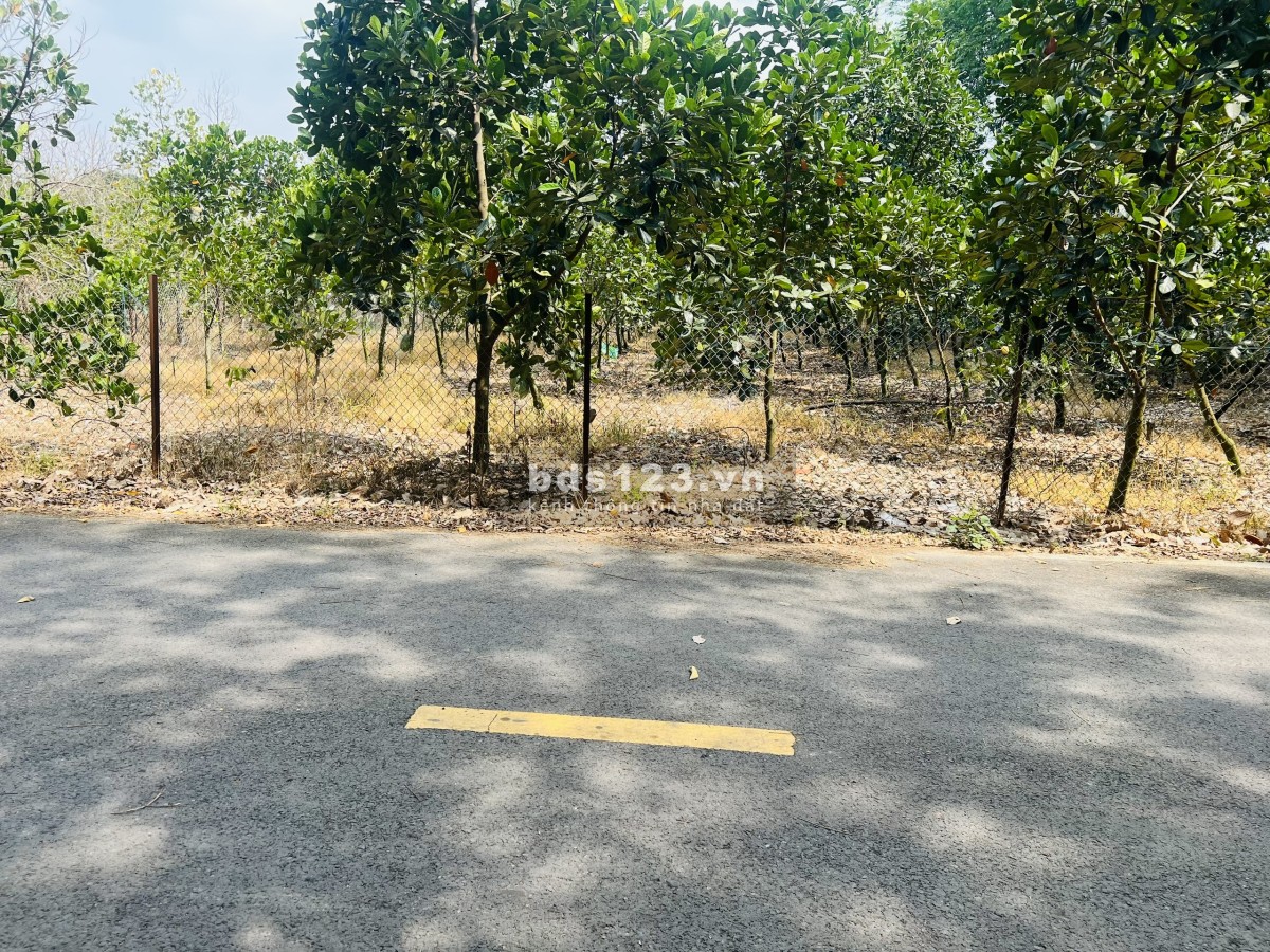 Bán Vườn Mít Thái tại TP.HCM Mới, diện tích 280m2 thổ cư, chỉ 480 triệu, Đường Nhựa 10m, Gần Chợ