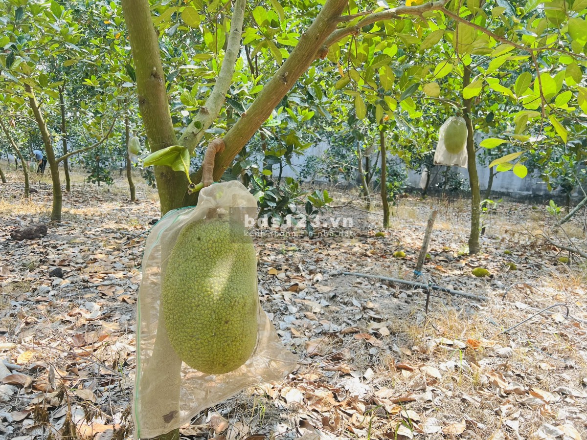 Bán Vườn Mít Thái tại TP.HCM Mới, diện tích 280m2 thổ cư, chỉ 480 triệu, Đường Nhựa 10m, Gần Chợ