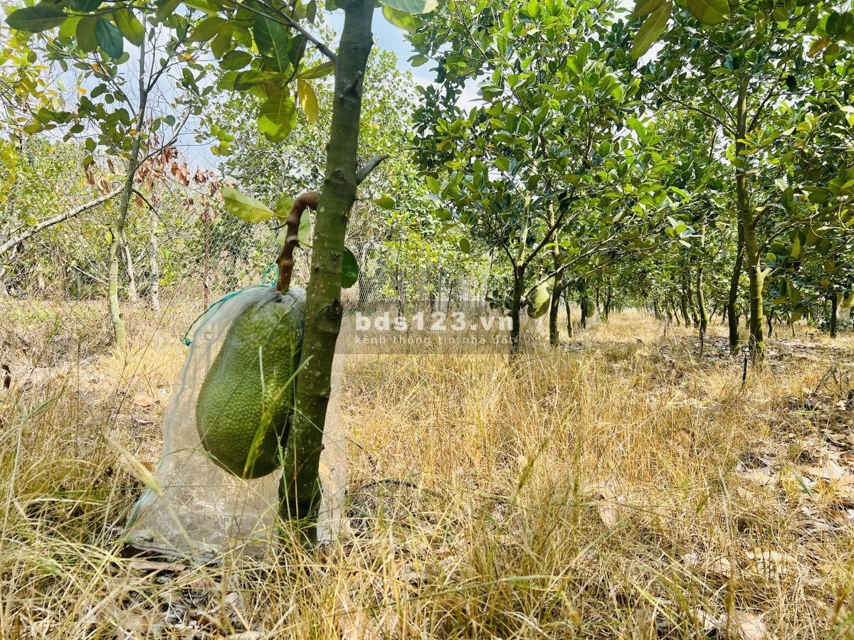 Bán Vườn Mít Thái tại TP.HCM Mới, diện tích 280m2 thổ cư, chỉ 480 triệu, Đường Nhựa 10m, Gần Chợ