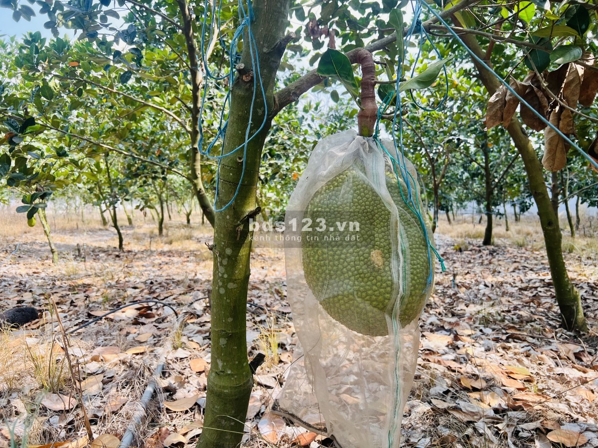 Bán Vườn Mít Thái tại TP.HCM Mới, diện tích 280m2 thổ cư, chỉ 480 triệu, Đường Nhựa 10m, Gần Chợ