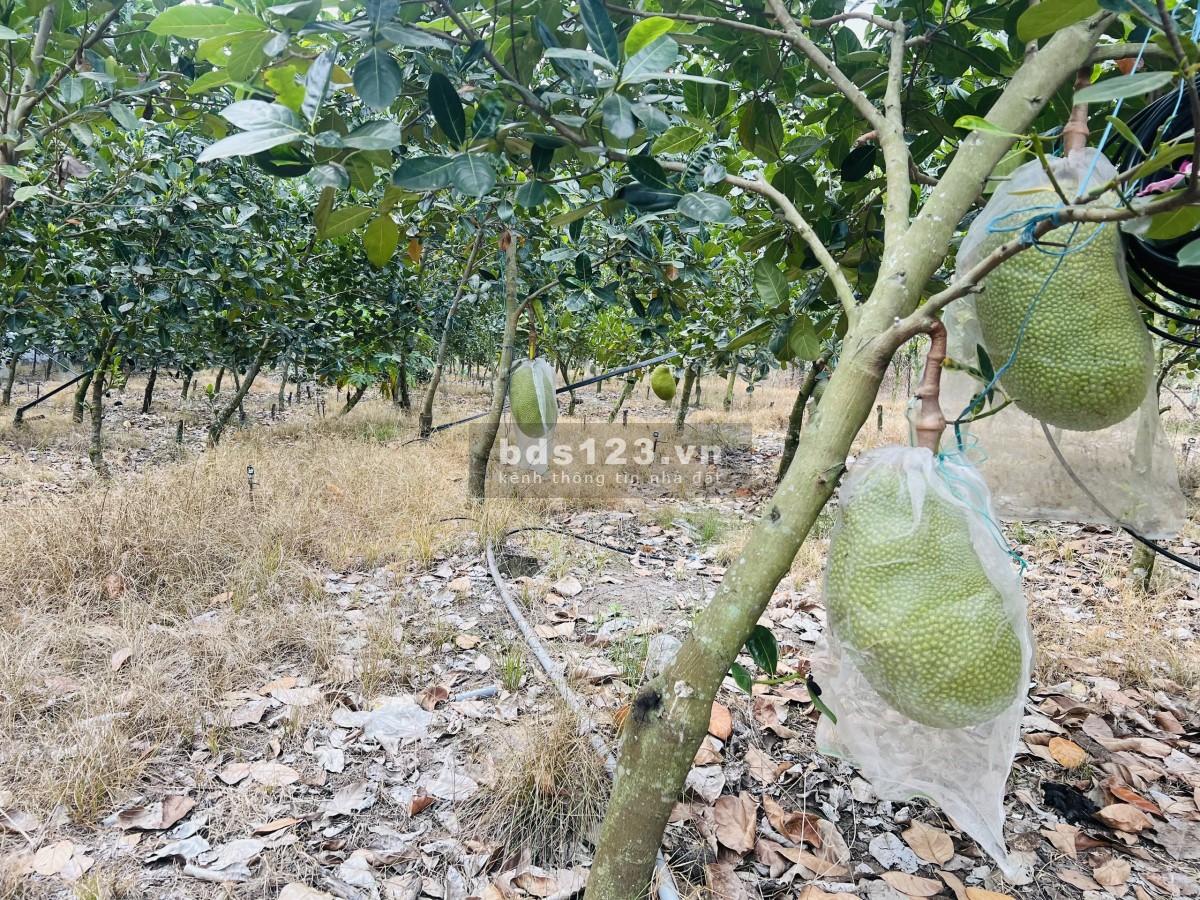 Bán Vườn Mít Thái tại TP.HCM Mới, diện tích 280m2 thổ cư, chỉ 480 triệu, Đường Nhựa 10m, Gần Chợ