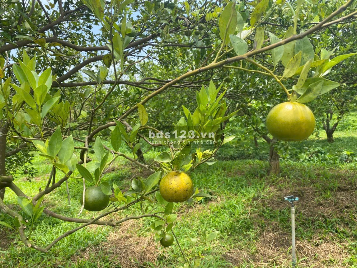 Ngộp sâu 1.2 mẫu Láng Dài- Đất Đỏ- BRVT